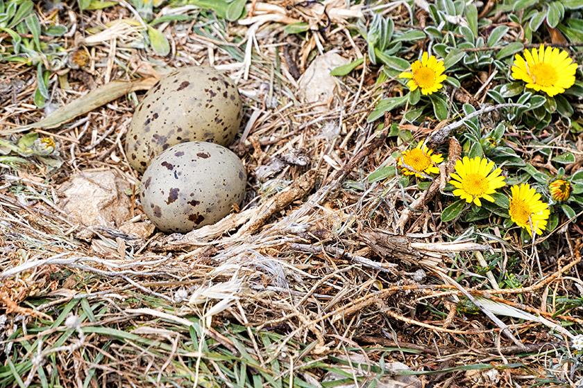 When we got close, the female moved and we could see the eggs...