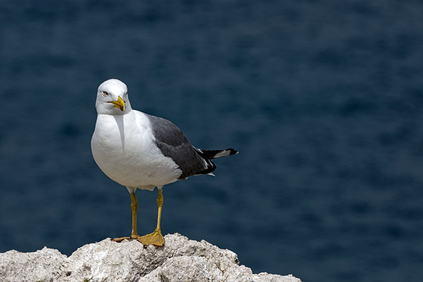 ...but the male gull made sure we didn't get too close!