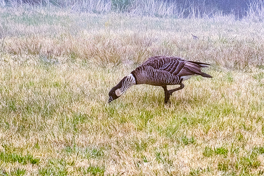 We photographed this nēnē in the rain near the visitor center