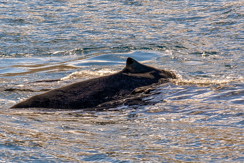 Given the size of these animals, the dorsal fins seem tiny