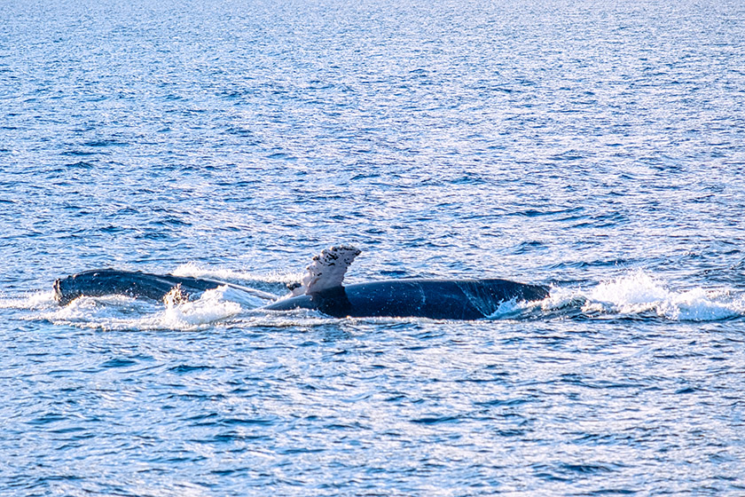 Showing off a pectoral fin