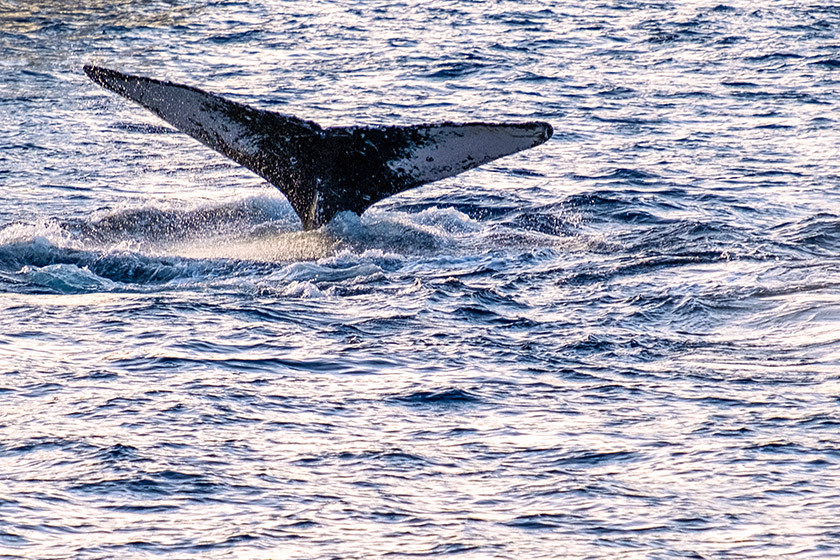 ...that sets it apart from all other humpback whales.