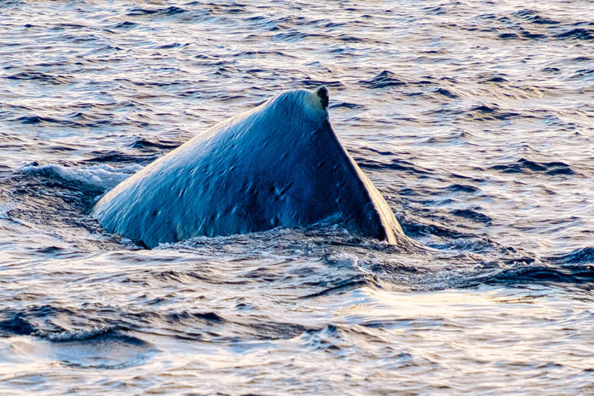 This one came pretty close to the boat