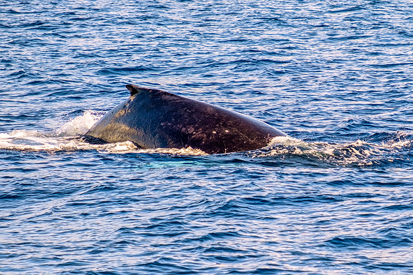 It was hard to say how many whales there really were