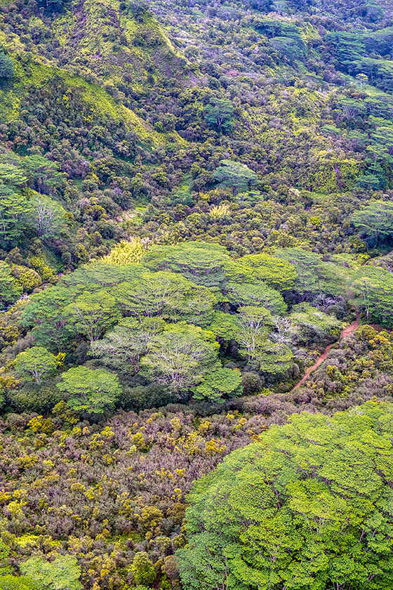 "Broccoli-trees"