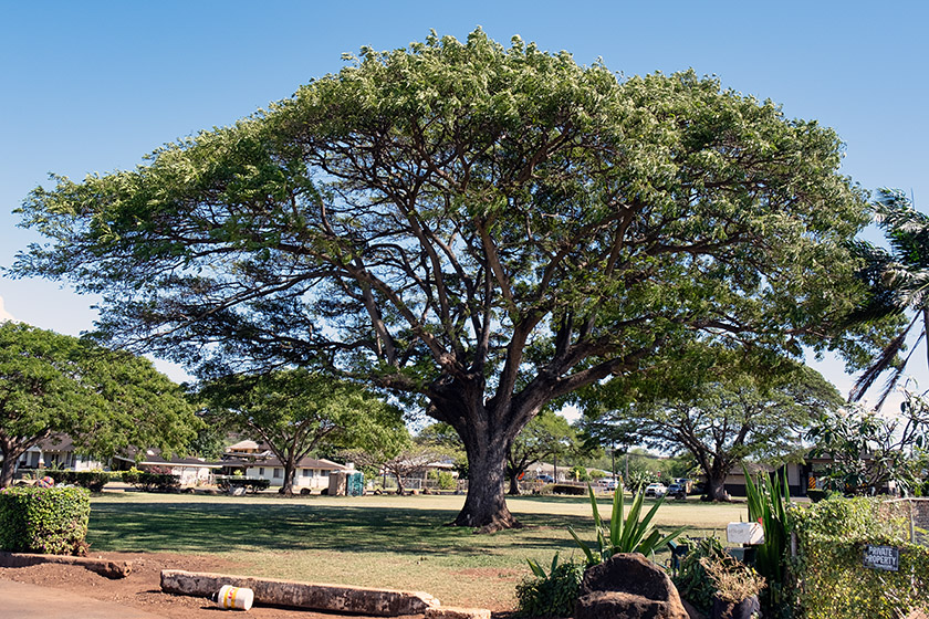 Hanapēpē Town Park