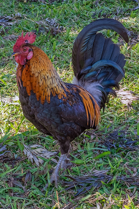 These wild roosters are everywhere!