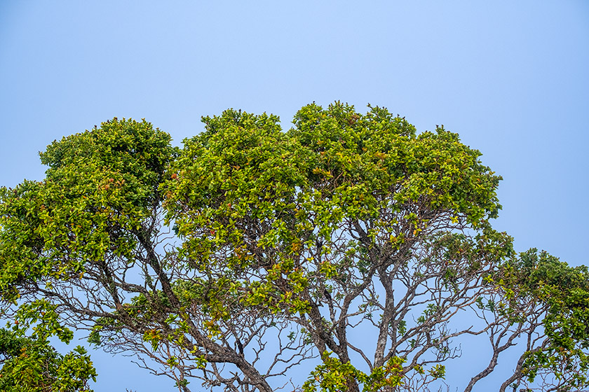 By the Kalalau Lookout in Kōke'e State Park