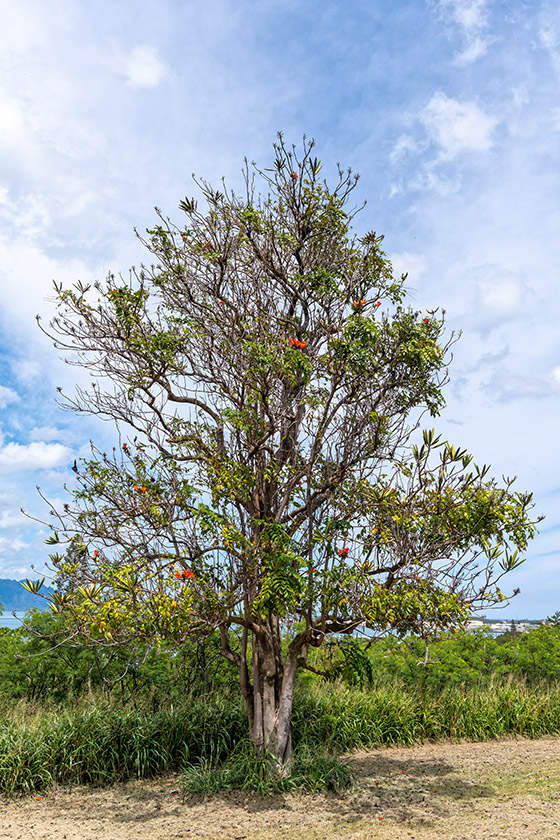 Lone tree at the highway lookout