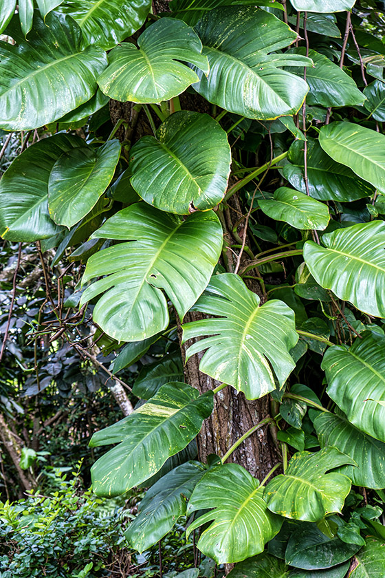 Lush vegetation