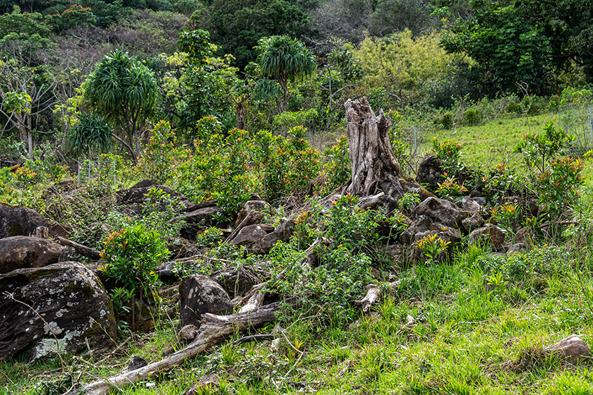 Pretty rough terrain to wander through