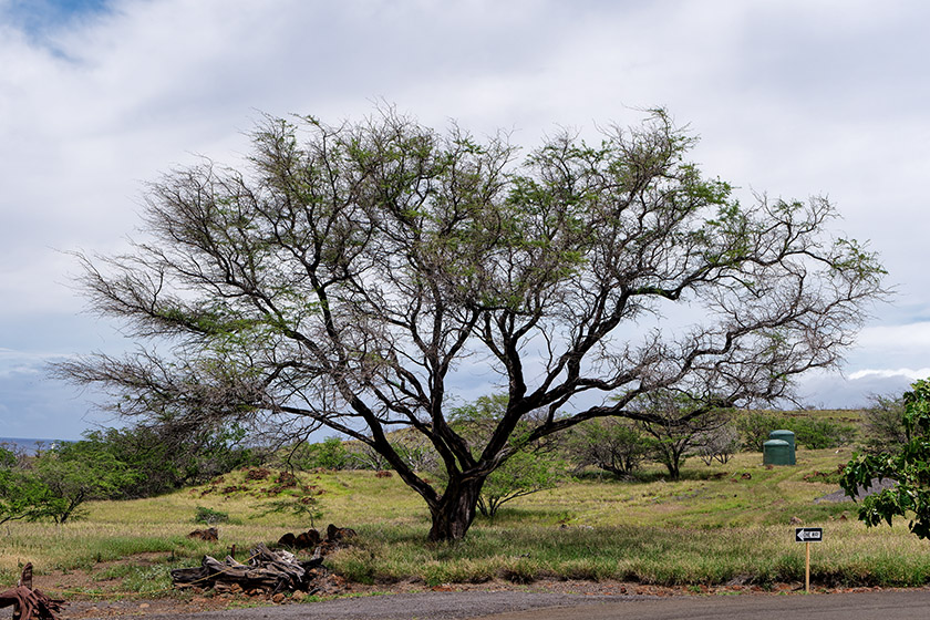 A beautiful tree by the parking lot