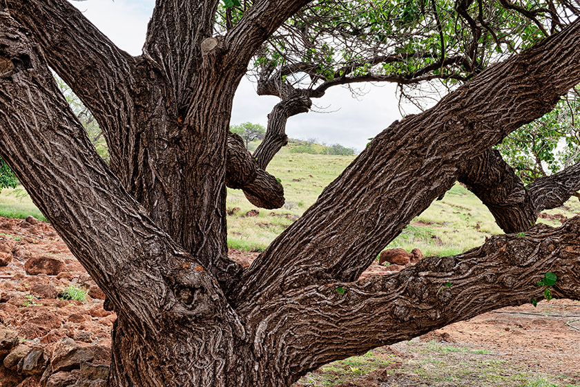 Taking a look at the intricate bark