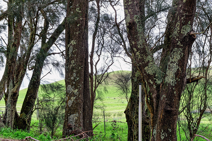 Photo taken from the passenger seat driving on Kohala Mountain Road