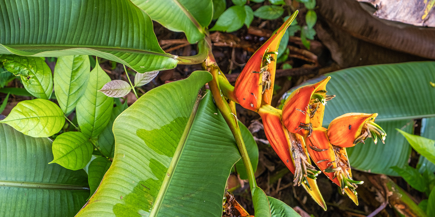 A slightly past-its-prime (but still interesting) 'Heliconia Osaensis'