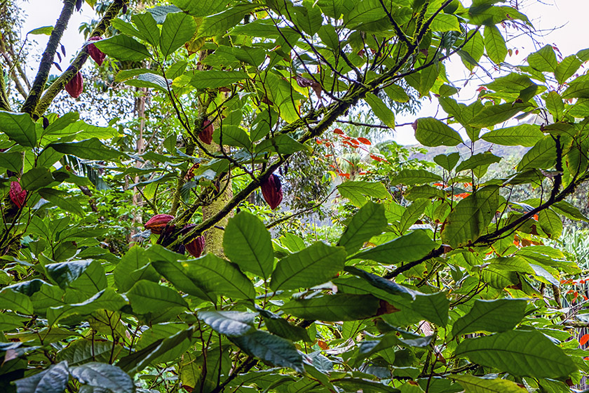 Cocoa beans (anyone up for some chocolate?)