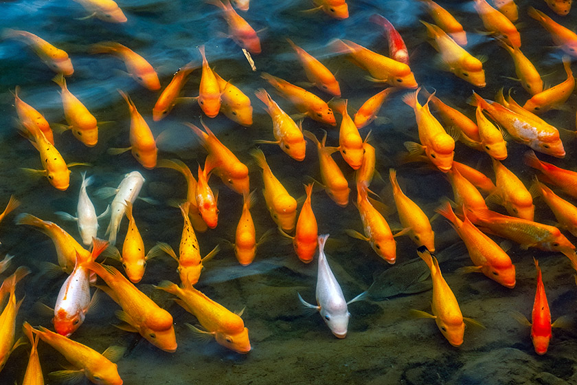 The Koi in Ho'omaluhia Reservoir thought we had brought food!