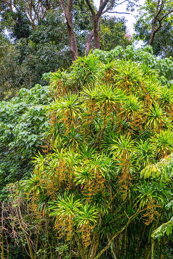 In the botanical garden