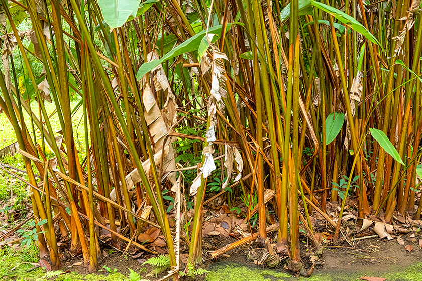 More plants (if you think we don't know our botany, you're right!)