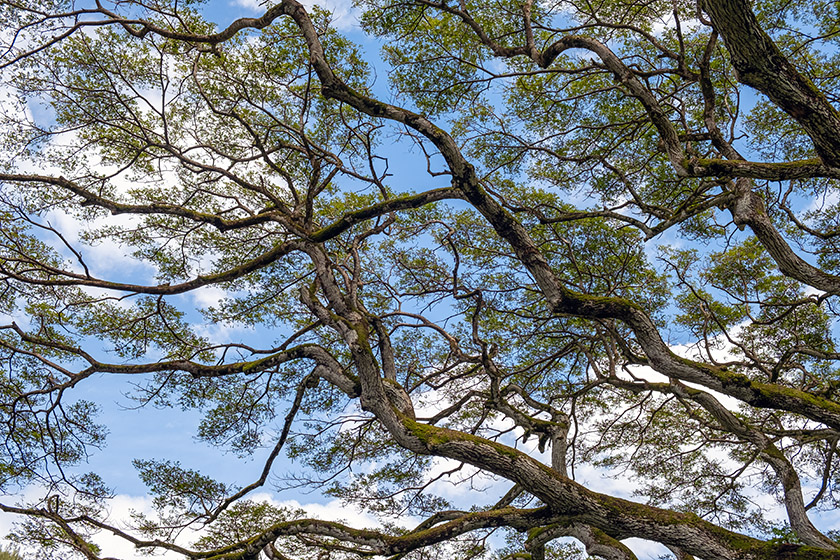 On the Waimea Valley Trail