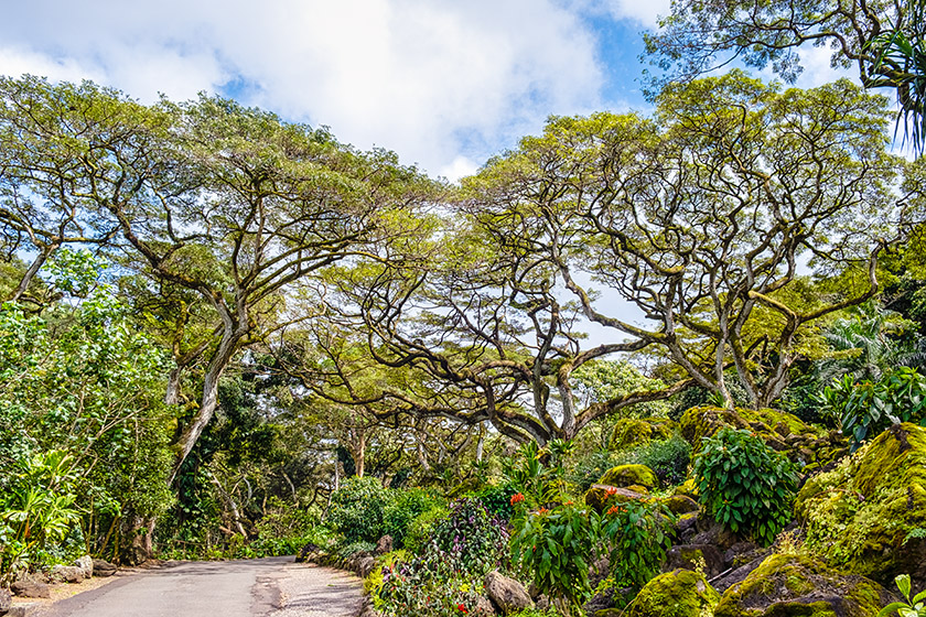 On the Waimea Valley Trail