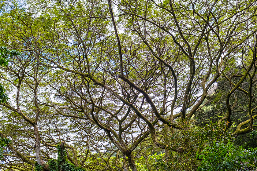 On the Waimea Valley Trail