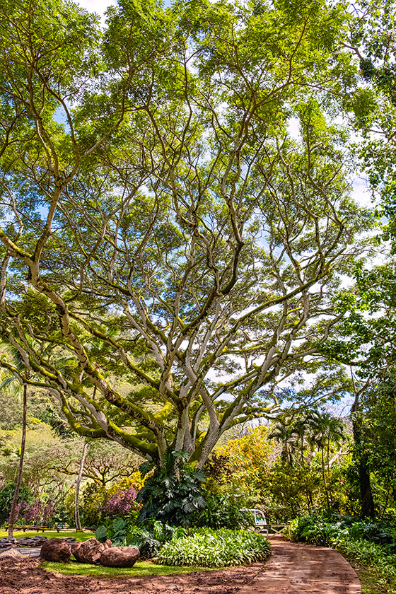 Stately tree