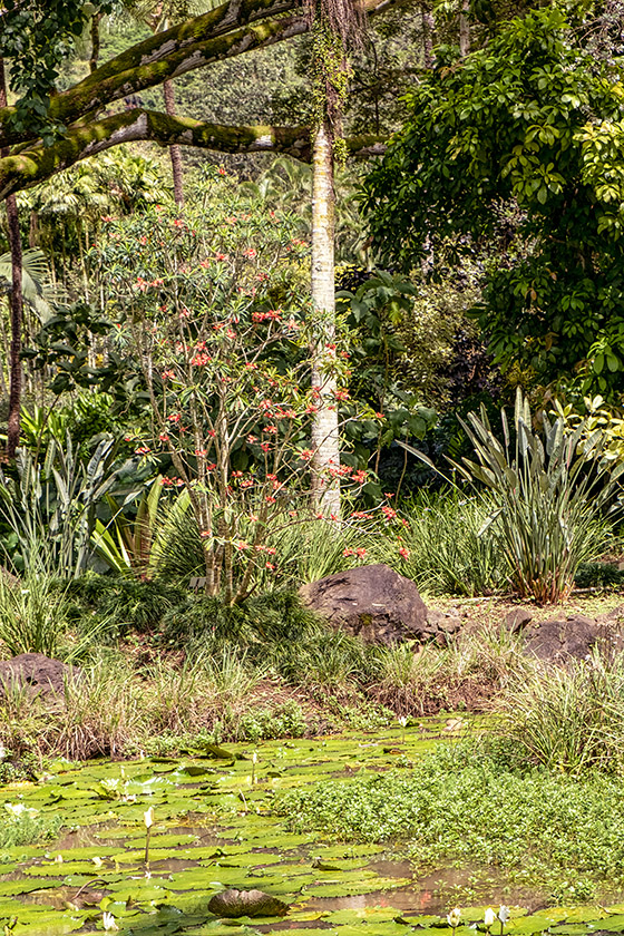 Water-lily-covered pond