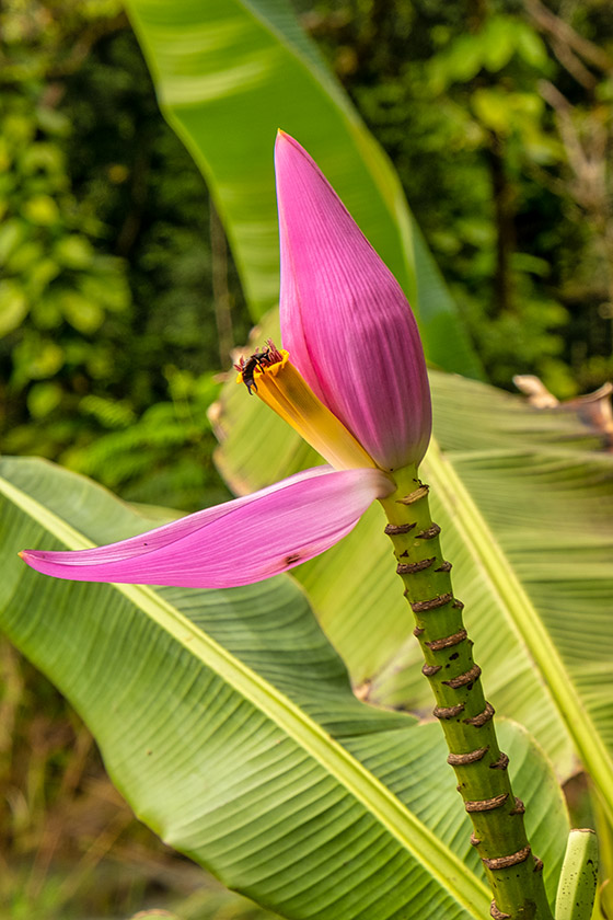 Beautiful blossom with visitor