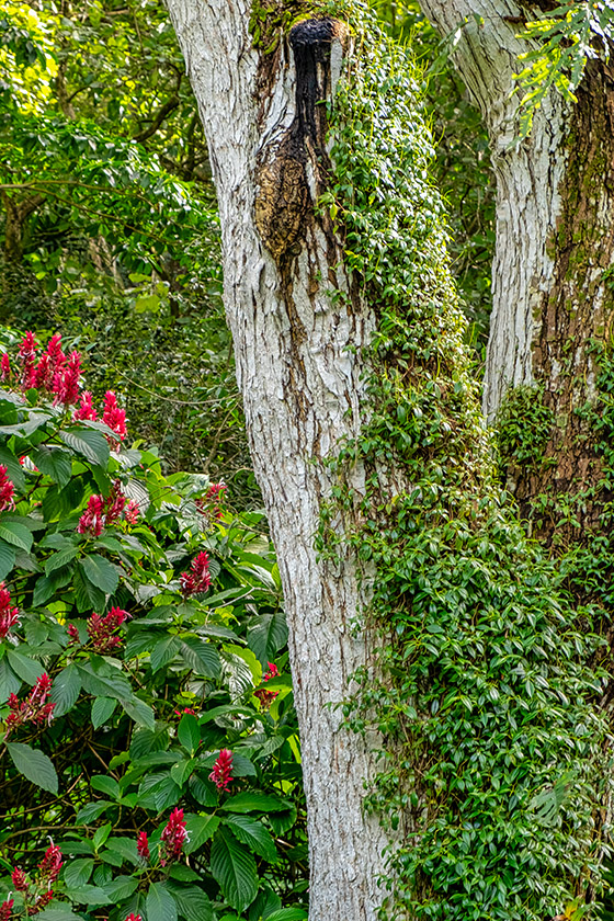 On the Waimea Valley Trail