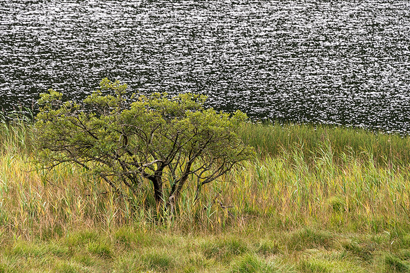 Lower lake view