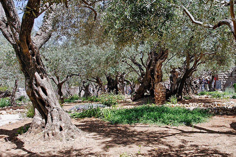 The Garden of Gethsemane