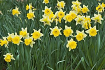 Daffodils in Hyde Park