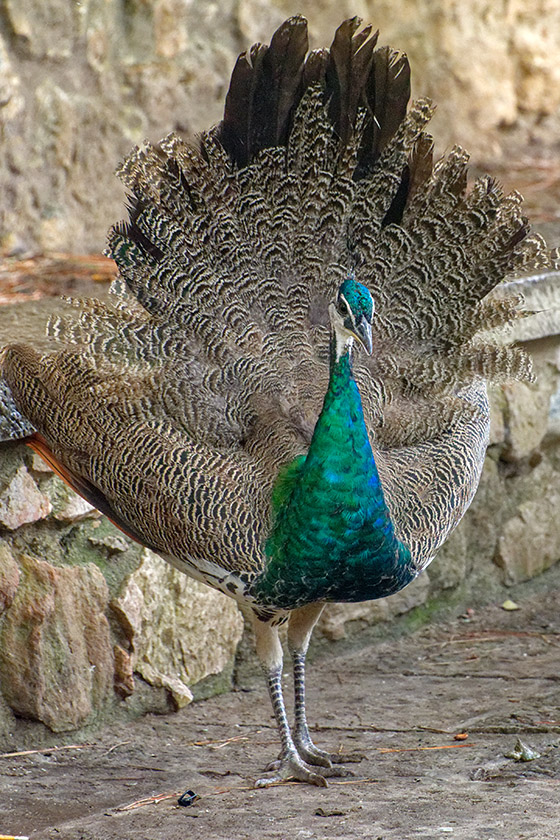 Young peacock (no eyes on the feathers yet)