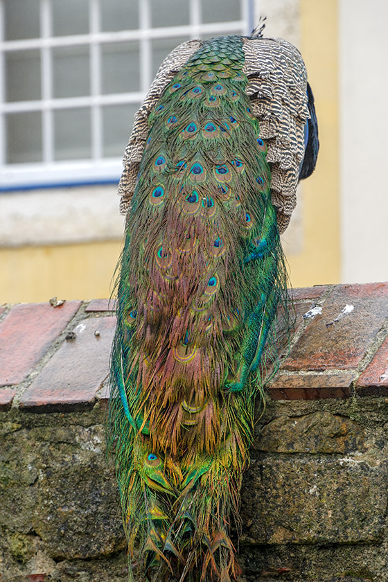 Mature peacock