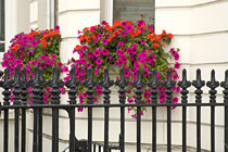 Flowers on Cromwell Road