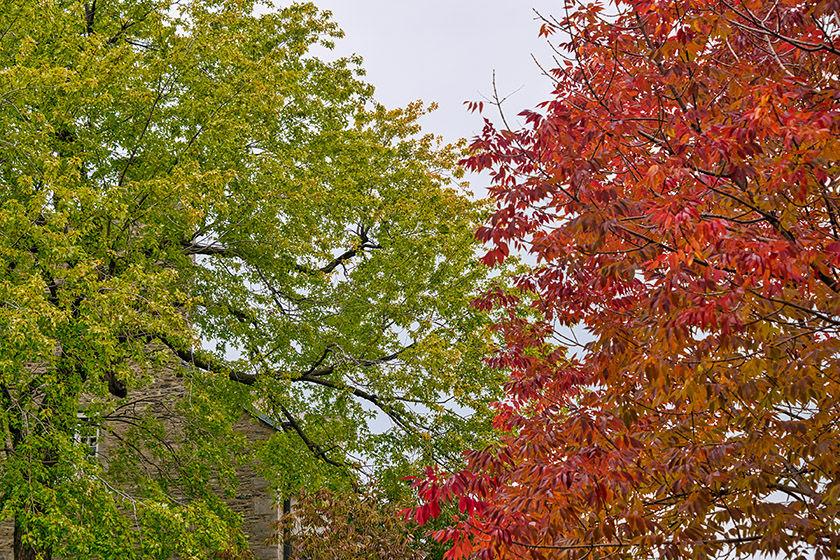 Some trees have changed color already, others are still green