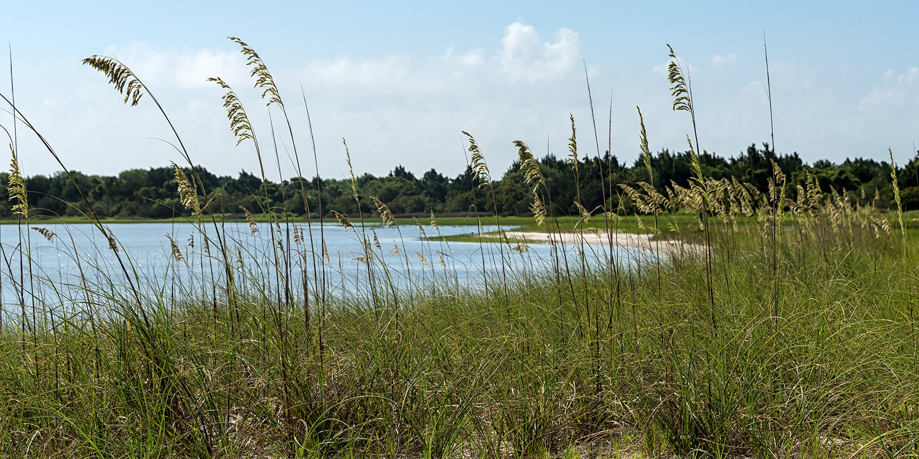 The shore of Carrot Island, across Taylor's Creek from Beaufort