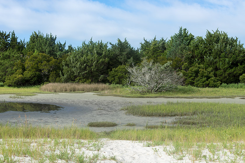 On Carrot Island