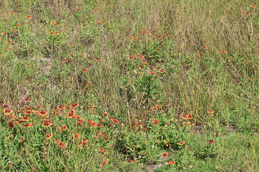 Meadow with blanket flowers