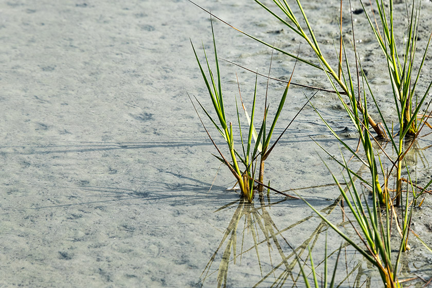 On the Carrot Island shore