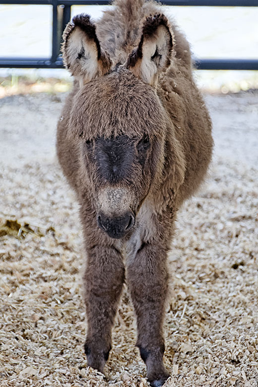 Donkey foal