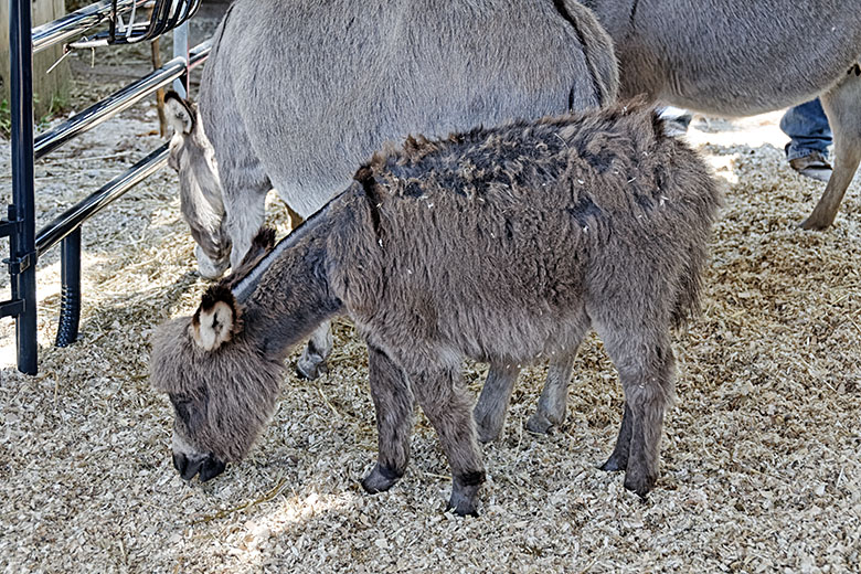 The foal with its mother