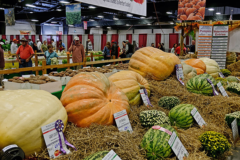 Prize-winning pumpkins and watermelons