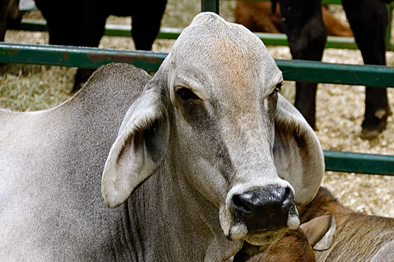 Brahman cow