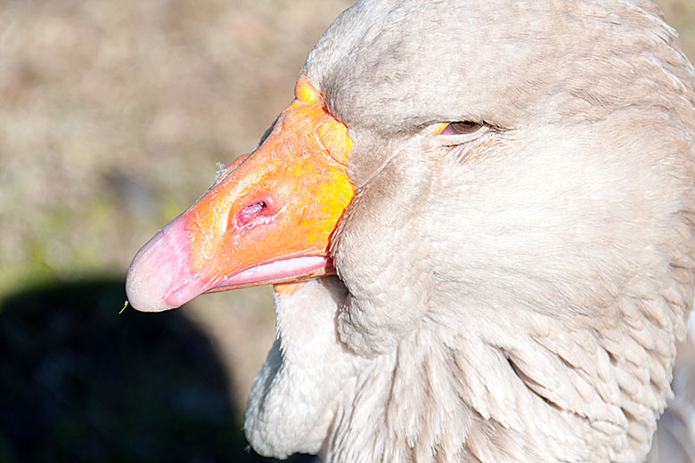 Toulouse goose