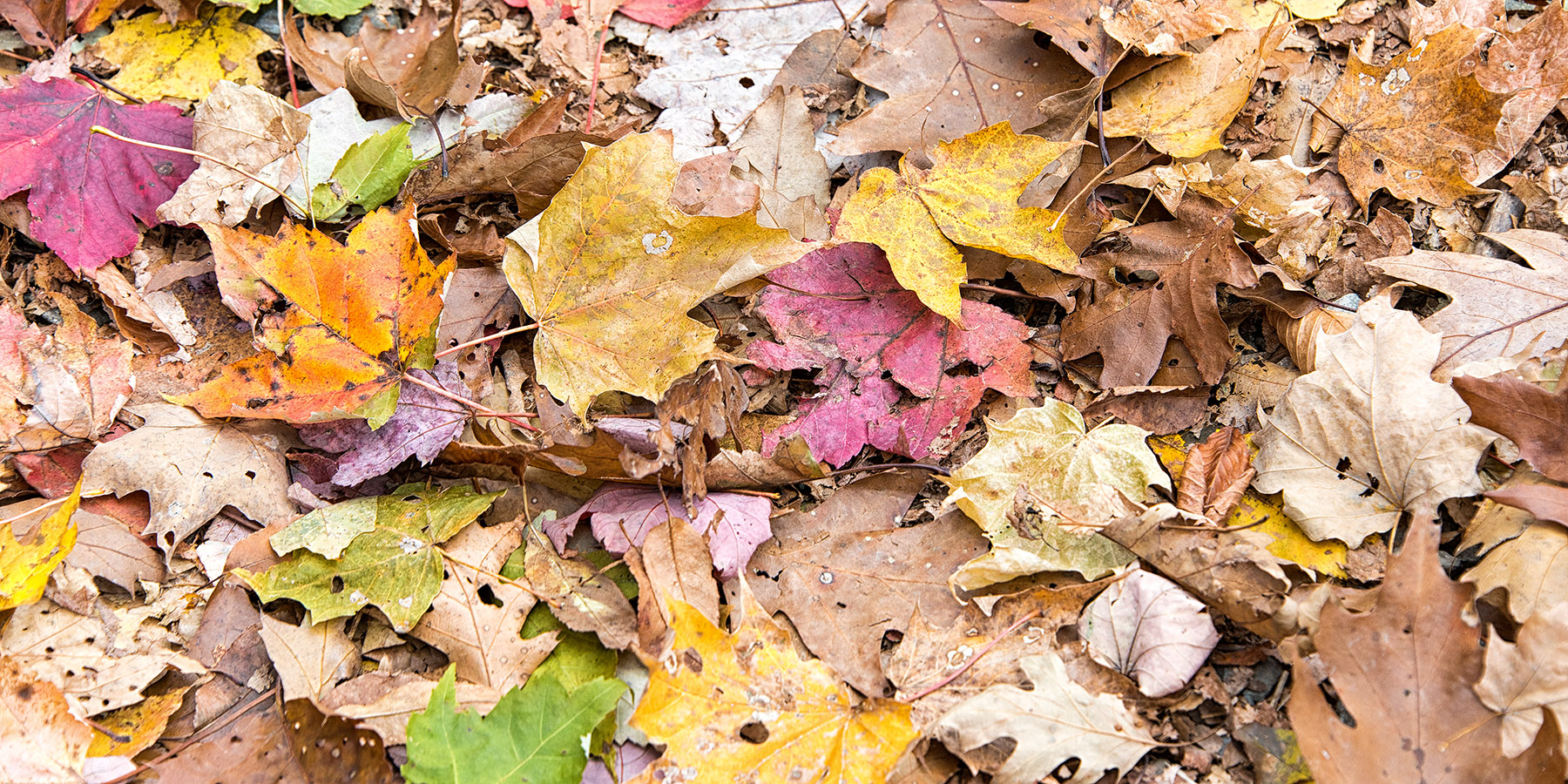 Leaves on the trail at Elk Knob State Park