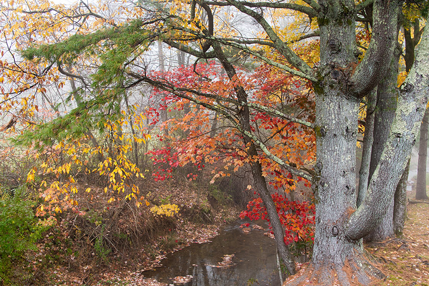 The little brook behind the Village Inn of Blowing Rock