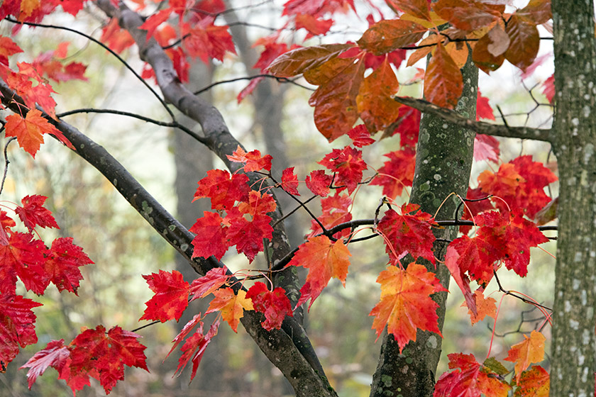 Mostly red with a little yellow