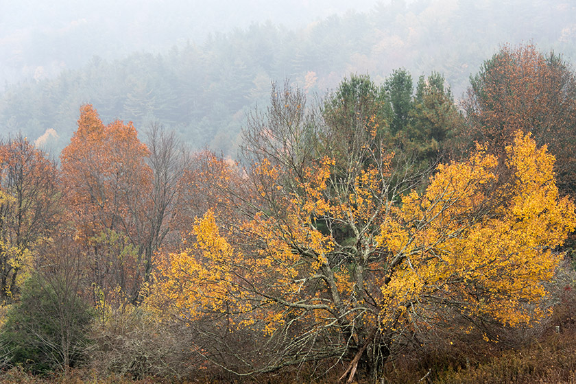 ...one can see the colorful leaves.